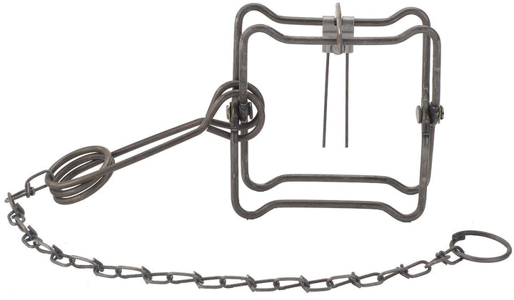 Duke #2 Square Jaw Trap - 4 Coil Offset Jaw – TrapShed Supply Co.